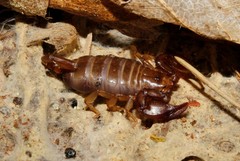 Euscorpius lesbiacus