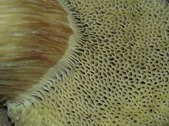 Xerocomus subtomentosus