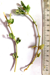 Cissampelos capensis