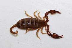 Euscorpius lesbiacus