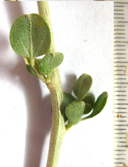 Cissampelos capensis