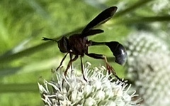 Physocephala floridana