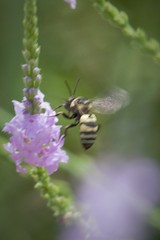 Triepeolus concavus