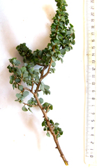 Cissampelos capensis