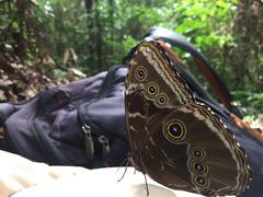 Morpho helenor peleides
