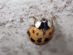 Harmonia axyridis
