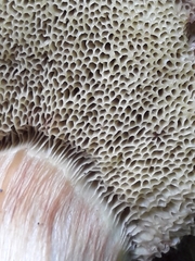 Xerocomus subtomentosus