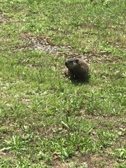 Marmota monax