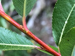 Salix daphnoides