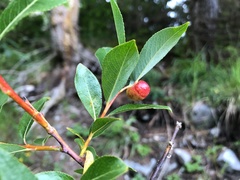 Salix daphnoides