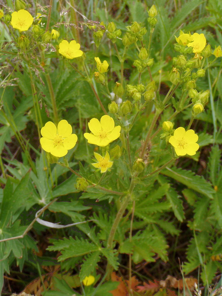 slender cinquefoil