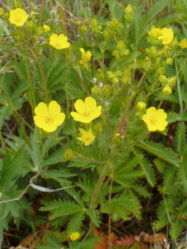 Potentilla gracilis