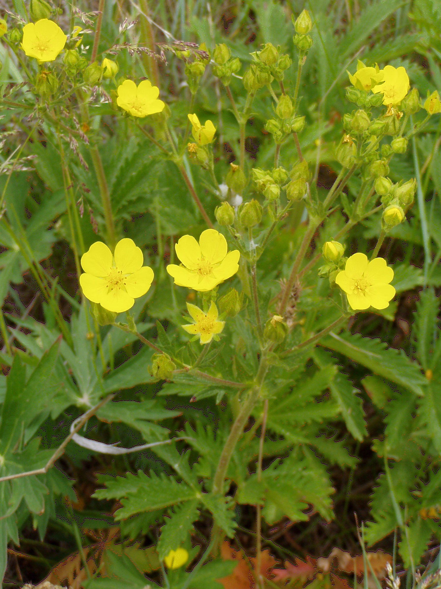 Potentilla gracilis