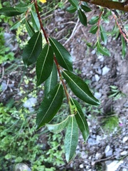 Salix daphnoides
