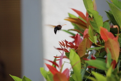 Delta pyriforme circinale