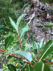 Salix daphnoides
