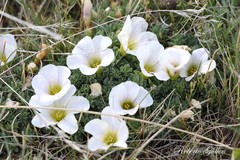 Oxalis enneaphylla