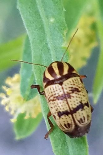 Bi-blotched Cryptocephalus photo 3