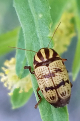 Cryptocephalus leucomelas