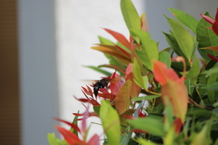 Delta pyriforme circinale