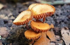 Fungi