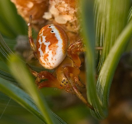 Six-spotted Orbweaver