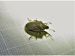 Amaurochrous cinctipes