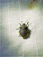 Amaurochrous cinctipes