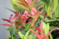 Delta pyriforme circinale