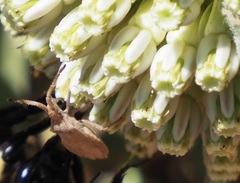 Chariesterus antennator