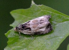 Olethreutes connectum