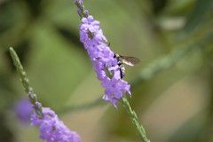Triepeolus concavus