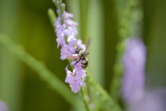 Triepeolus concavus