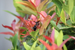 Delta pyriforme circinale