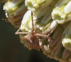 Chariesterus antennator