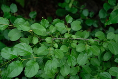 Rhamnus cathartica