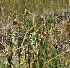 Bolboschoenus maritimus paludosus