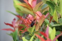 Delta pyriforme circinale