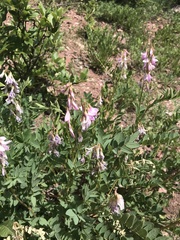 Hedysarum occidentale