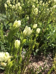 Castilleja septentrionalis