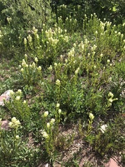 Castilleja septentrionalis