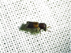 Xylobiops basilaris