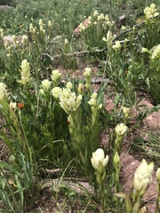 Castilleja septentrionalis