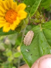 Epistrophella emarginata