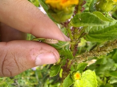 Epistrophella emarginata