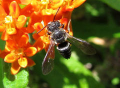 Coelioxys modestus