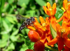 Coelioxys modestus