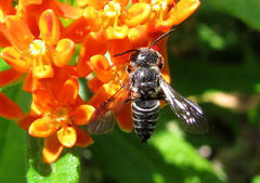 Coelioxys modestus