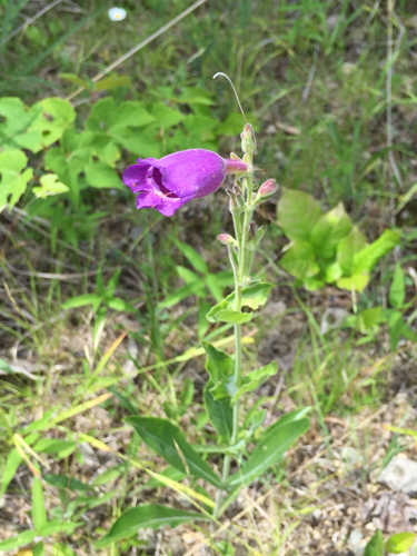 Penstemon cobaea iNat (1)