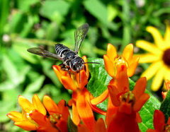 Coelioxys modestus